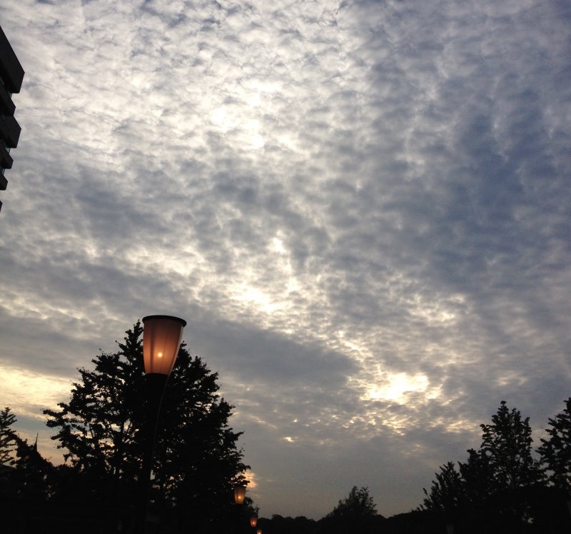 ふと見上げた空。鱗雲。