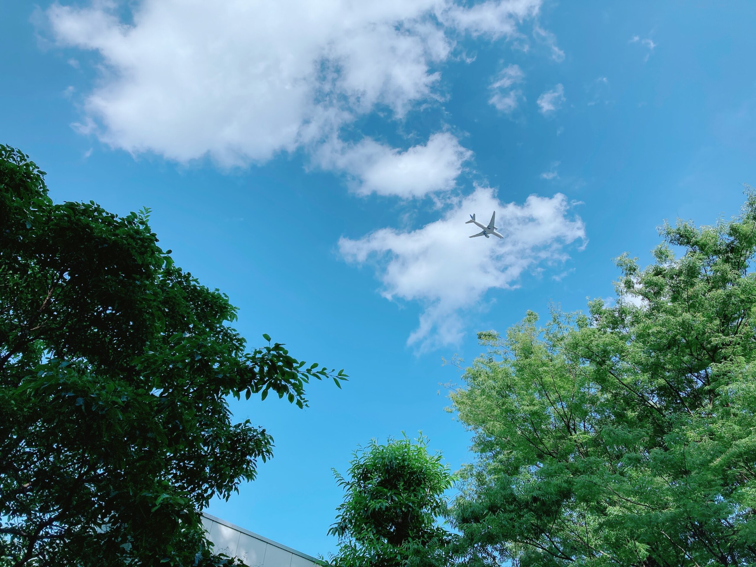 代官山蚤の市